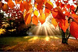 Marché d’automne 2022